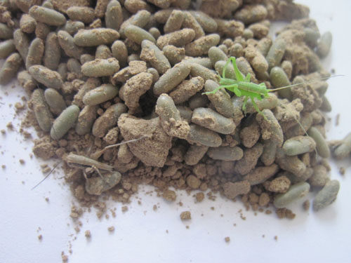 一折蝈蝈萌动卵_蝈蝈卵孵化蝈蝈卵铁皮蝈蝈卵萌动卵杂色卵混合卵山青