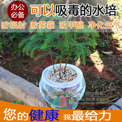 盆栽花卉水培植物 南洋杉 办公室 防辐射创意绿植盆景 净化空气