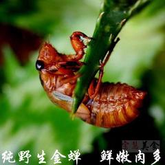 2016年野生金蝉 知了猴 唐僧肉  龟蝉蛹  三斤顺丰包邮 500g