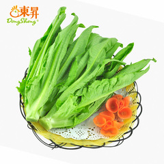 东升农场 无公害油麦菜 莜麦菜 苦菜 牛俐生菜 广州蔬菜配送 300g