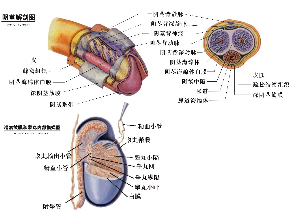 海报印制展板写真喷绘男科阴茎医院男性生殖写真