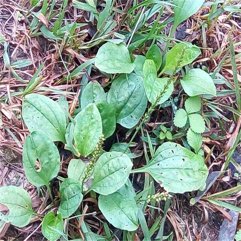 四川野生新鲜车前草车轮菜新鲜车前草龟粮可做盆栽小盆景1