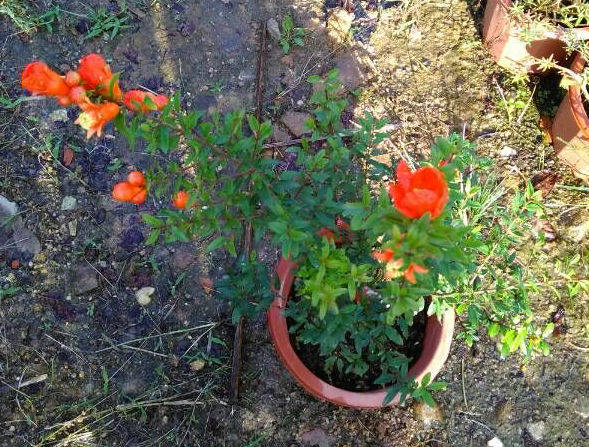 避邪圣草,石榴花,红花草,两年生20cm苗,带花或种后不久开花