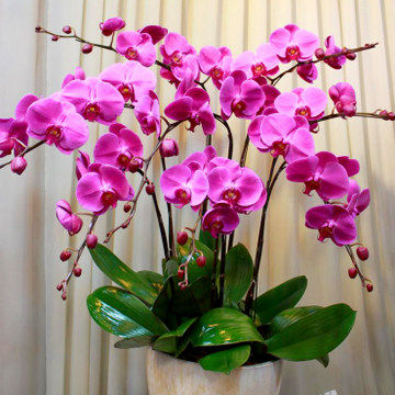 盆栽紫红色蝴蝶兰8株上海同城速递上门送客客户花卉