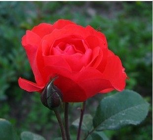 红帽月季大红月季花花苗2年庭院花卉盆栽植物绿植