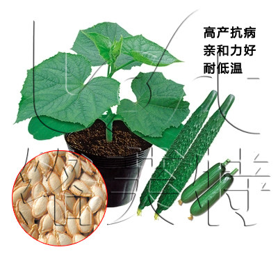 黄砧络芙特黄瓜嫁接专用砧木种子高产抗病耐低温南瓜籽100g