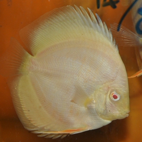 七彩神仙鱼 纯黄金 5~8 cm 渔场 活体 鱼苗 观赏鱼 热带鱼