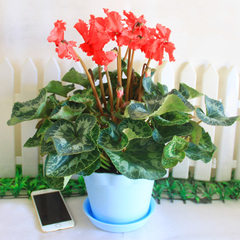 红色仙客来办公室内客厅阳台花卉桌面植物年宵花卉净化空气小盆栽