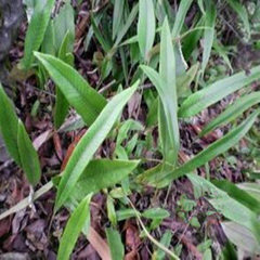 野生迷你石韦 假山水陆缸上水石盆栽 苔藓微景观生态瓶背景植物