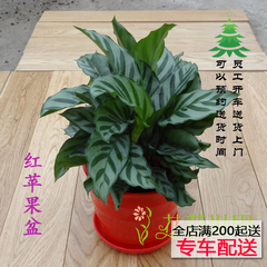 孔雀竹芋绿植盆栽小型桌面植物翠叶竹芋耐阴办公桌花卉上海送上门