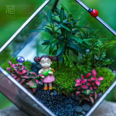 苔藓微景观生态瓶方形几何玻璃创意办公植物龙猫宫崎骏礼物包邮