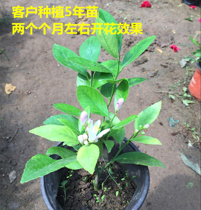 盆栽柠檬树苗果树苗南方北方种植地栽花卉三年苗当年结果柠檬苗产品展示图2