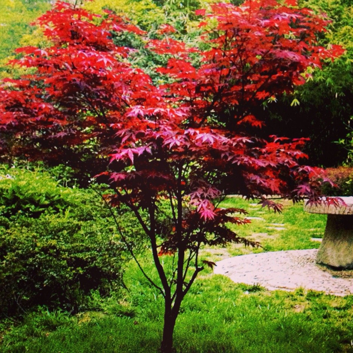 植物红枫日本枫树南北方庭院盆栽地栽叶植物时令草本花卉