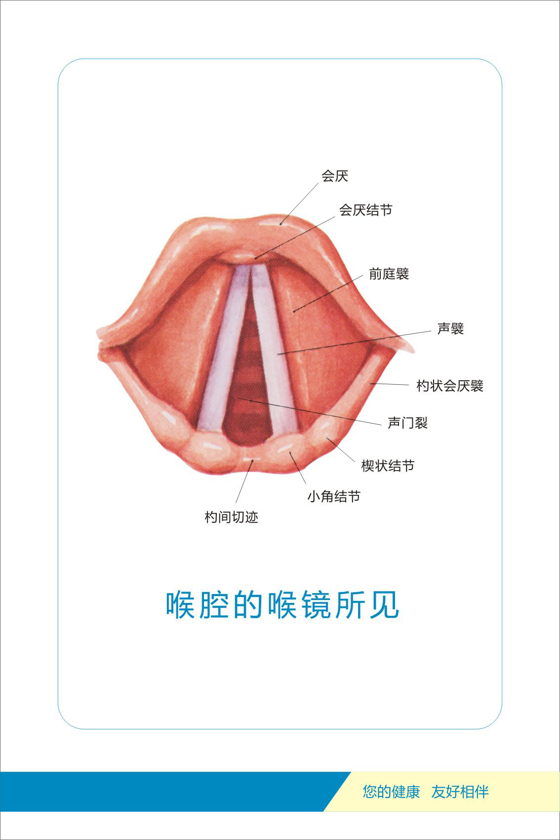 电子喉镜下解剖结构图图片