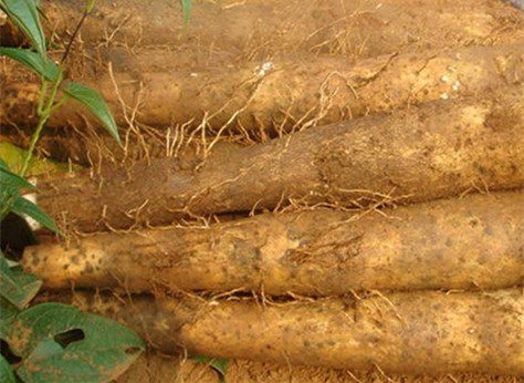 海南特产  铁棍山药 大淮山药  云龙淮山   1斤装   五斤包邮