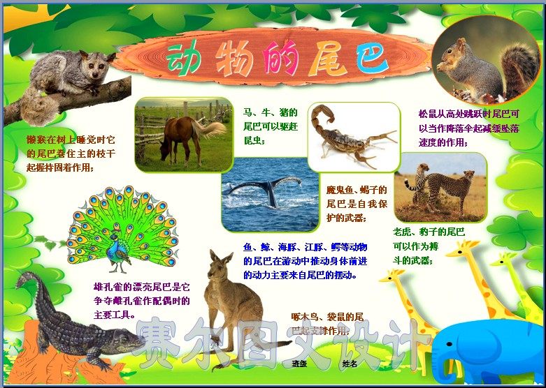 动物的尾巴彩色电子小报成品科学电脑手抄报画报模板报素材2149a4
