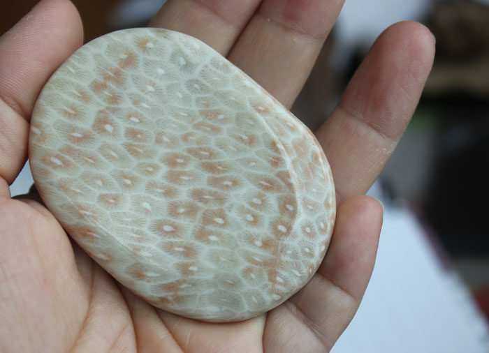 水玉冰魄珊瑚化石原石把玩珊瑚玉手把件菊花石实物多款