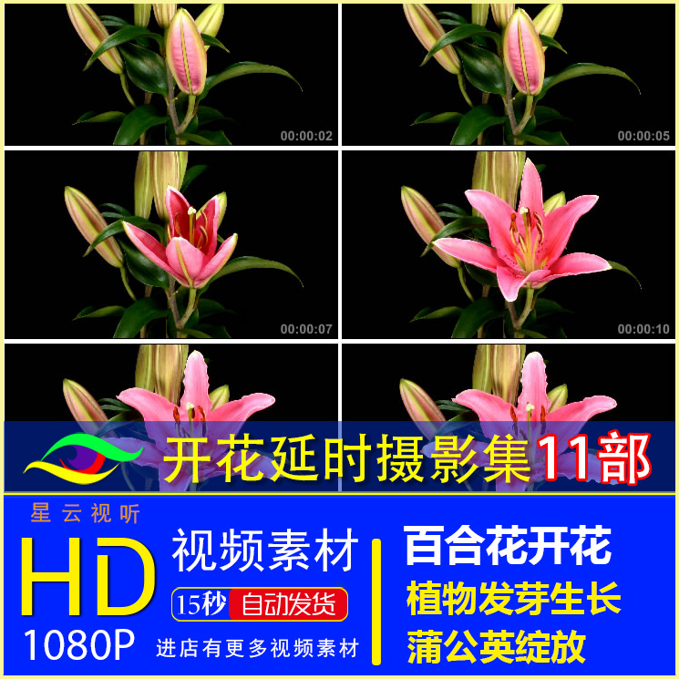 T002-花朵开花 植物发芽生长过程延时摄影  高清视频素材集13组