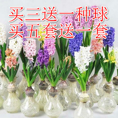 荷兰进口彩色风信子玻璃瓶水培套装 冬季春节年宵种球花卉赛水仙