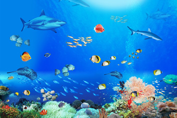 animal Underwater World Landscape fish tank background Wall paintings Lovely fish Decorative paper J2020Cin the Personalized custom/Design Services/DIY , Daily/Decorative custom , Photo/Poster printing category - from Buy2taobao.com to provide professional Taobao agent buy service