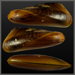 约瑟玉螺neverita josephinae