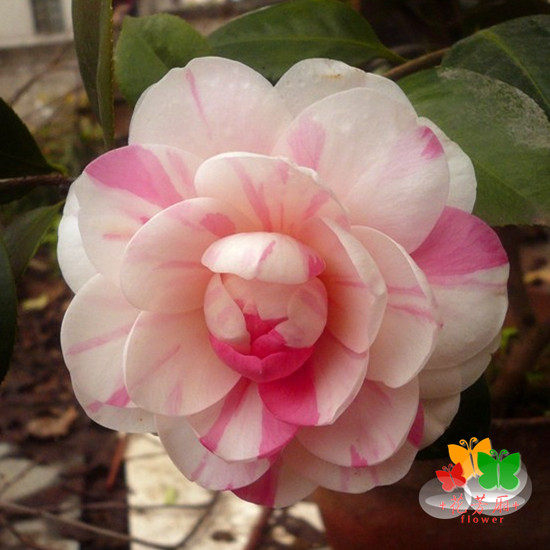 七仙女又名五色螺旋粉 精品品茶花 庭院植物办公室植物 盆栽精品