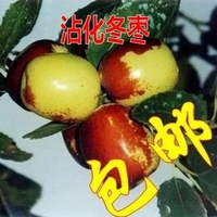 果树苗 梨树树苗 意大利黑梨 抗寒 抗旱 盆栽\/地