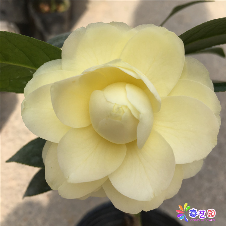 黄达茶花 绿植花卉盆栽阳台室内客厅花苗庭院植物金丝雀黄花 正品