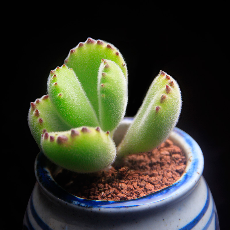 菜多美 熊童子多肉植物组合盆栽室内绿植花卉防辐射熊掌肉肉植物产品展示图4