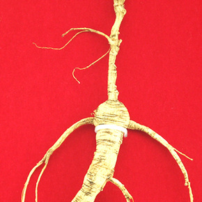 吉林融泽参茸拍卖会野山参专场_珍品拍卖 - 拍卖专场 - 阿里拍卖