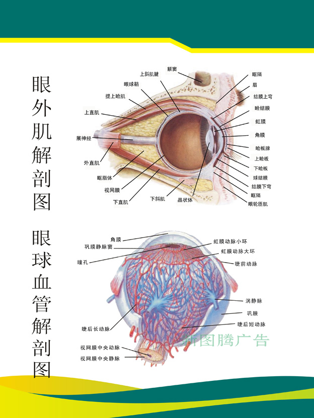 眼科知识宣传画眼镜店海报《眼外肌解剖图眼球血管解剖图》9