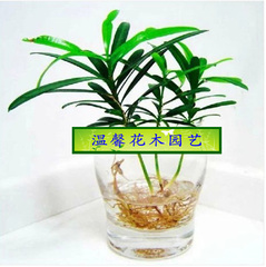 水培植物 日本罗汉松 水养绿色室内迷你小盆栽花卉绿植 防辐射