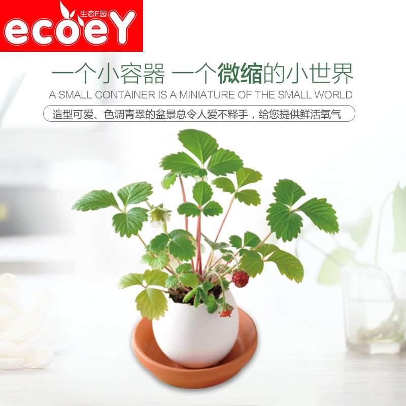 ECOEY 小盆栽室内盆栽创意绿植办公桌植物迷你小植物桌面植物包邮产品展示图3