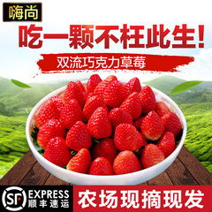 4盒草莓新鲜水果奶油牛奶巧克力草梅四川双流冬草莓种子顺丰包邮