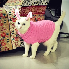 宠物用品宠物服饰猫咪狗狗衣服猫猫衣服秋冬衣服韩版宠物毛衣