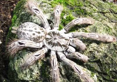 蜘蛛女王多哥星团巴布华丽雨林巴布153厘米幼体宠物捕鸟蛛活体