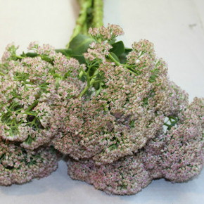 上海鲜花批发鲜花景天鲜切花婚庆家用配花新房婚房瓶插花