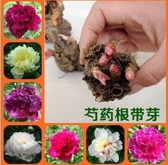 牡丹7年花苗 玫瑰室内桌面绿植盆栽当年开花花卉洛阳牡丹发货