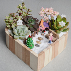 圣诞节多肉植物组合盆栽DIY桌面绿植复古花盆男女生朋友创意礼品