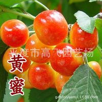 批发农科院新品种嫁接福晨福星大樱桃苗果树树