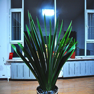 长春直立板大桥君子兰自然立度满版纹钢板油匠办公室绿植国兰