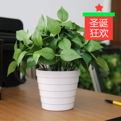 仿真植物盆景绿植塑料盆栽植物装饰仿真小绿植盆栽室内仿真绿萝