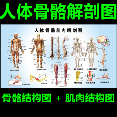 人体全身骨骼结构解剖图 肌肉结构解剖示意图 医院解剖挂图展板