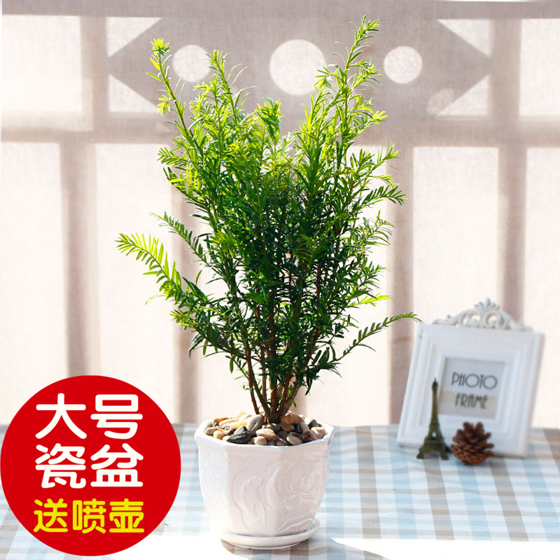 温馨满屋 红豆杉盆栽绿色植物盆栽花卉办公室内绿植观叶植物盆景产品展示图5