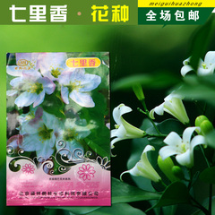 多年生七里香花种子别墅庭院阳台花种子花籽四季易种植物