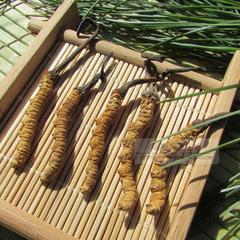 今年新虫草 正品冬虫夏草 正宗西藏那曲野生冬虫夏草 5根/克包邮