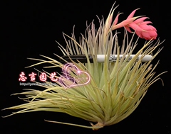 棉花糖Tillandsia 空气凤梨 奇趣植物 绿植盆栽花卉 出棚品质包邮