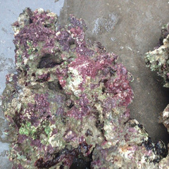 开缸造景 新鲜活石 深海活石高钙多藻活石珊瑚活石海水缸造景