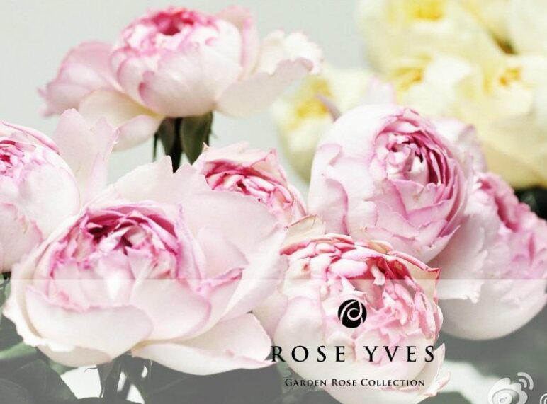 嫁接苗伊芙繁华都市月季苗大花浓香