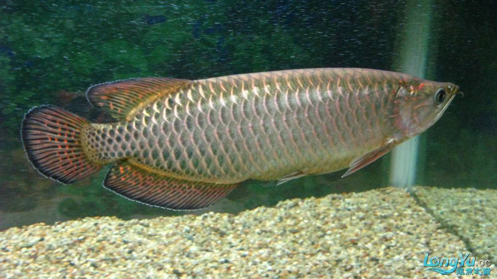 热带鱼观赏鱼澳洲星点龙鱼金龙鱼活龙鱼大型鱼活体鱼包活【批发】